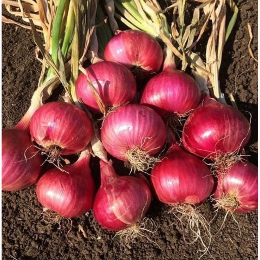 بصل أحمر